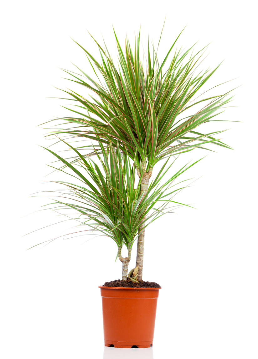 Dracaena