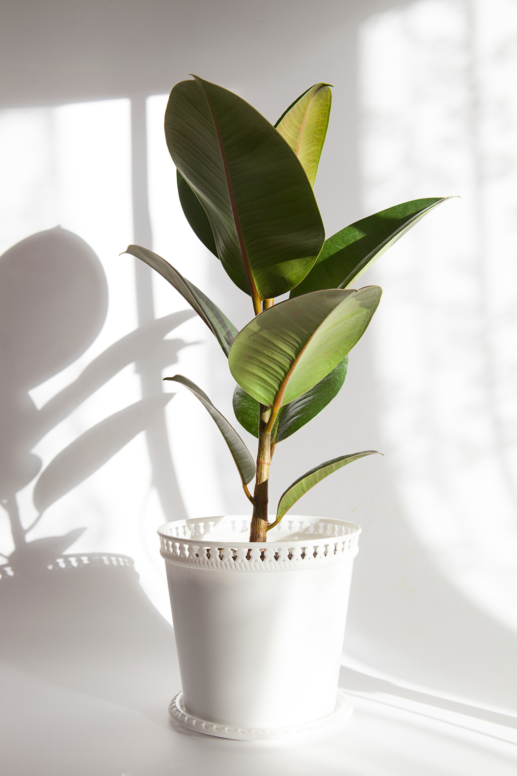 Ficus